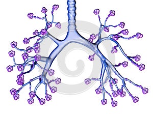 Bronchi and pulmonars alveoli, artwotk photo