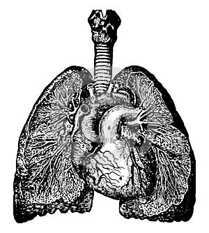 Bronchia and Veins of the Lungs, vintage illustration photo