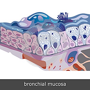 Bronchial Mucosa Scheme photo