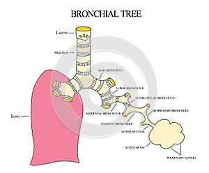 Bronchial tree photo