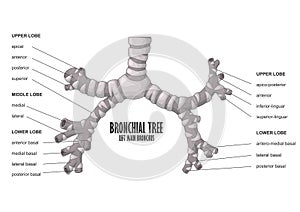 Bronchial Tree left main bronchus human anatomy
