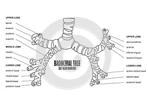 Bronchial Tree left main bronchus human anatomy photo
