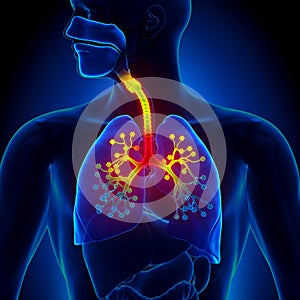 Bronchiolitis - Inflammation of the bronchioles