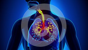 Bronchiolitis - Inflammation of the Bronchioles - in 4K resolution