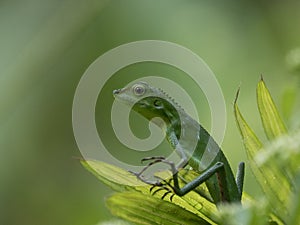 Bronchocela cristatella - Borneo Lizard