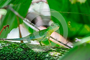 Bronchocela cristatella in the forest in the Mulu national park