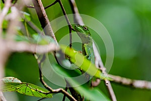 Bronchocela cristatella lizard on the branch in the Mulu national park