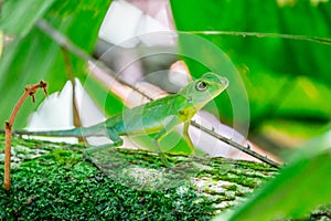 Bronchocela cristatella lizard sitting on the tree in the forest in the Mulu national park