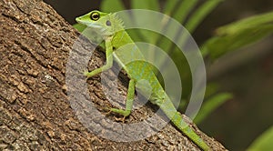 Bronchocela cristatella