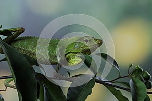 Bronchocela Jubata lizard camouflage on green leaves with isolated background