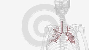 A bronchus is a passage or airway in the lower respiratory tract that conducts air into the lungs