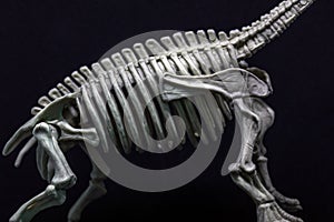 Brontosaurus Dinosaur skeleton model, torso