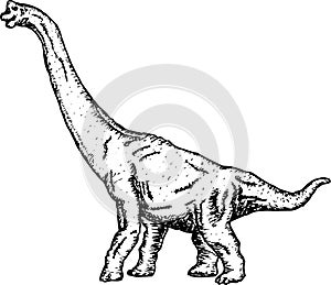 Brontosaurus Sketch Vector Illustration