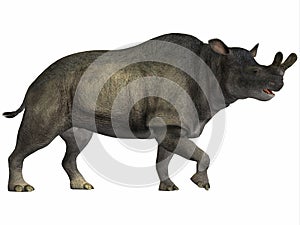 Brontotherium on White