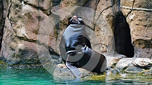 Bronx zoo male seals enjoying the sun