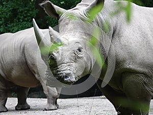 Bronx Zoo Rhinoceros 11 photo