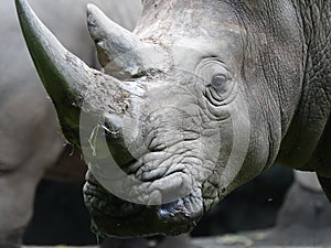Bronx Zoo Rhinoceros 15 photo