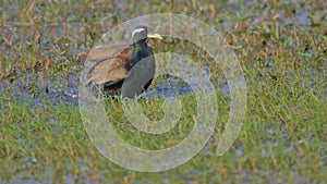 Bronz wingd jacana, bird, natural, nature photo