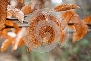 Bronze Autumn Leaves with Bokeh Foliage