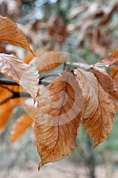 Bronze Autumn Leaves in the Forest