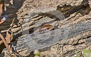 Bronze-back skink - Eutropis macularia hidden in rotten tree log