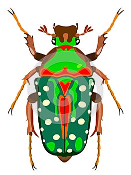 Bronze beetle insect vector image.