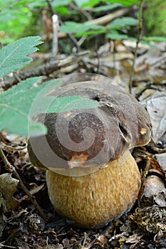 Bronze bolete hidden behind oak leaf