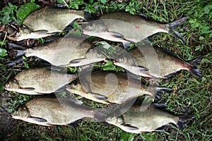 Bronze Bream