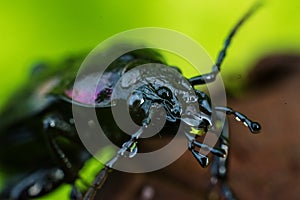 Bronze Carabid beetle with dew drops