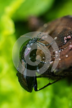 Bronze Carabid beetle with dew drops