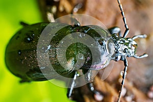 Bronze Carabid beetle head with dew drops