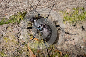 Bronze Carabid ground beetle in a forest near Vienna