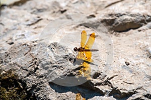 A bronze colored dragonfly with wing reflection photo