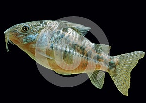 BRONZE CORY OR BRONZE CATFISH corydoras aeneus