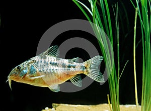 Bronze Cory or Bronze Catfish, corydoras aeneus