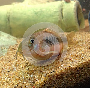 Bronze corydoras