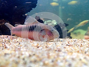 Bronze corydoras