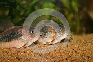 Bronze corydoras