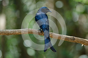 Bronze Drongo bird Dicrurus aeneus in nature, Thailand