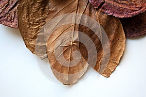 Bronze dry leaves composition on white background