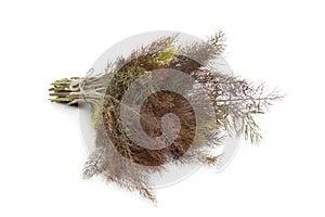 Bronze fennel photo