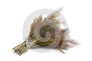 Bronze fennel photo