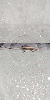 Bronze grass lizard bronze mabuya or eutropis macularia