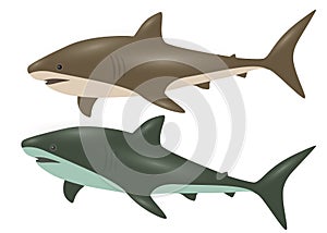 Bronze and green shark in the set