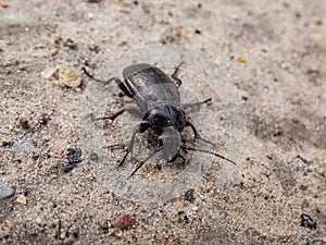 Bronze ground beetle or bronze carabid (Carabus nemoralis) - a large, black ground beetle with coppery sheen and