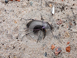 Bronze ground beetle or bronze carabid (Carabus nemoralis) - a large, black ground beetle with coppery sheen and