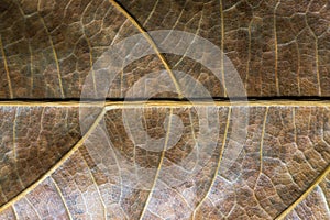 Bronze leaf closeup. Autumn leaf texture macro photo. Yellow leaf vein pattern.