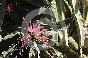 Bronze-leaved clerodendrum, fireworks plant, Clerodendrum quadriloculare, Philippines species, Introduced ornamental species photo