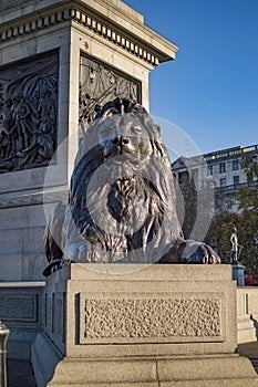 Bronze lion statue at trafalgar square below the nelson column