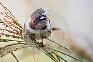 Bronze mannikin bird sitting in stems of grass to eat fresh seeds